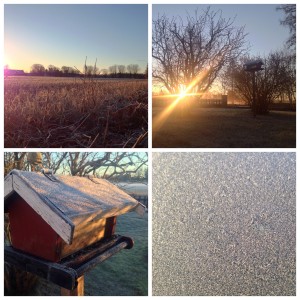Fyra nyanser av frost!