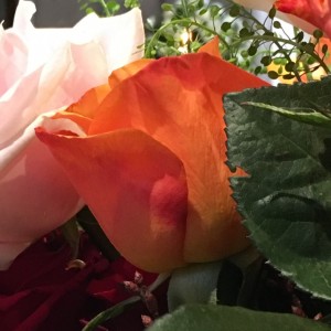 En blomma kan vara aldrik så skir, men ändå så kraftfull för att kunna tränga sig igenom allt!