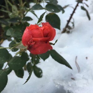 Svärfar hittade den här på tomten. En röd ros. i en snödriva! Det finns faktiskt hopp. Hopp för oss alla!