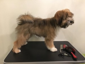 Bild på vår hund Kola