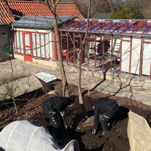 Alla borde plantera ett träd. Eller... åtminstone se på medan andra jobbar...