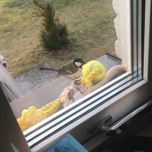 Talgoxe på fönsterbläck