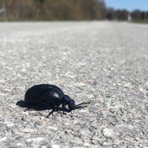 Skalbagge på cykelväg
